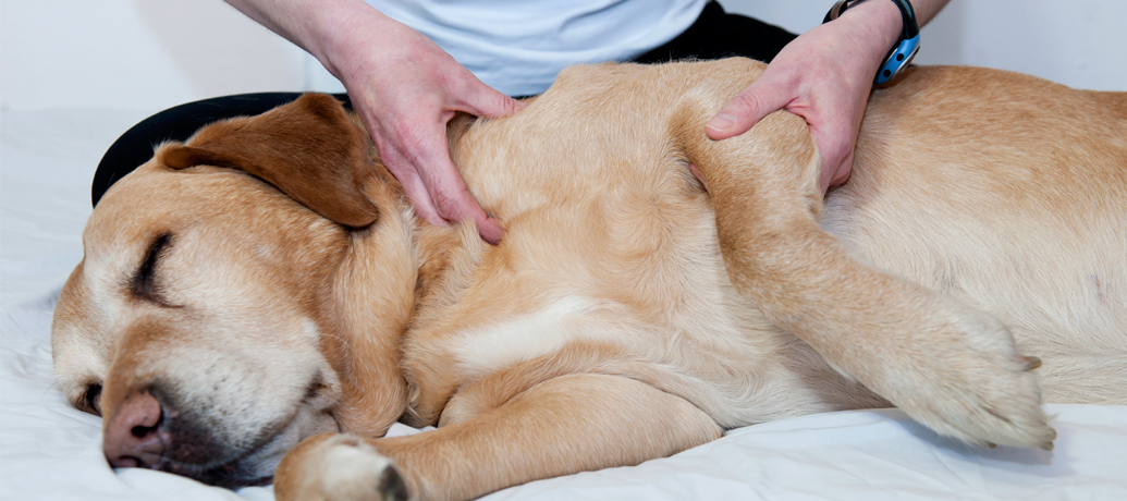 Labrador snoozes peacefully as its owner indulges him in a dog massage.