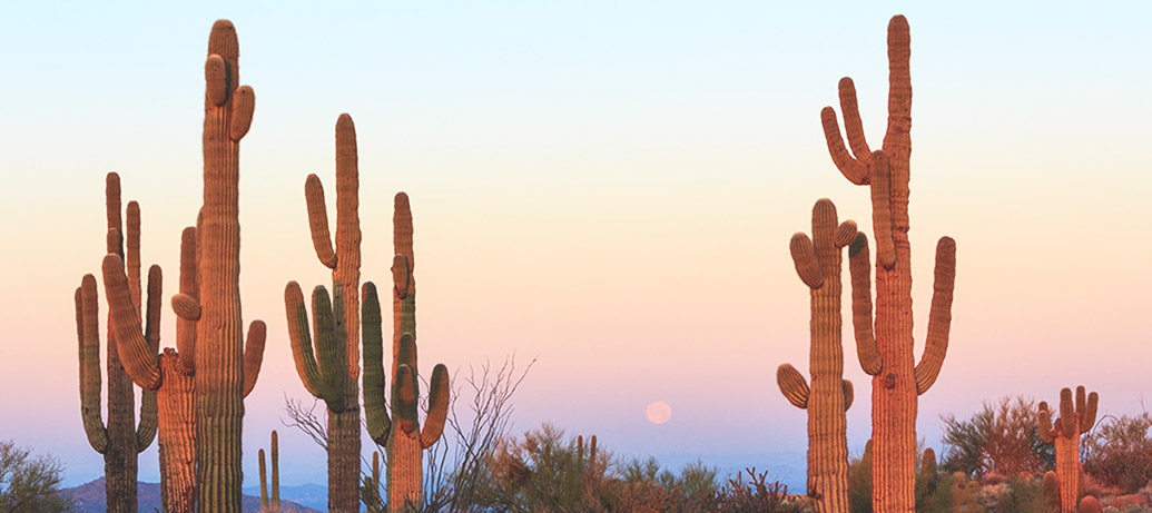 Cacti in Tucson Arizona