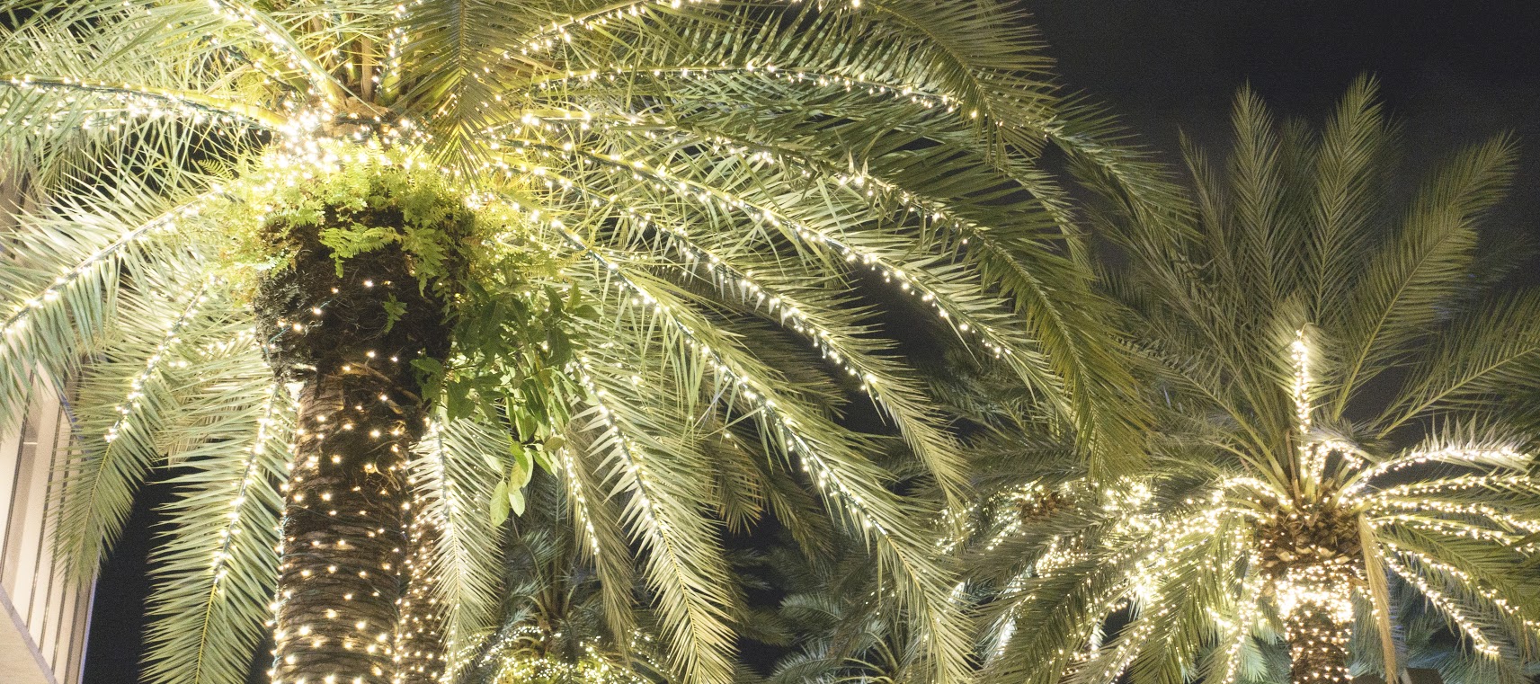 Miami Beach palm tree with Christmas lights