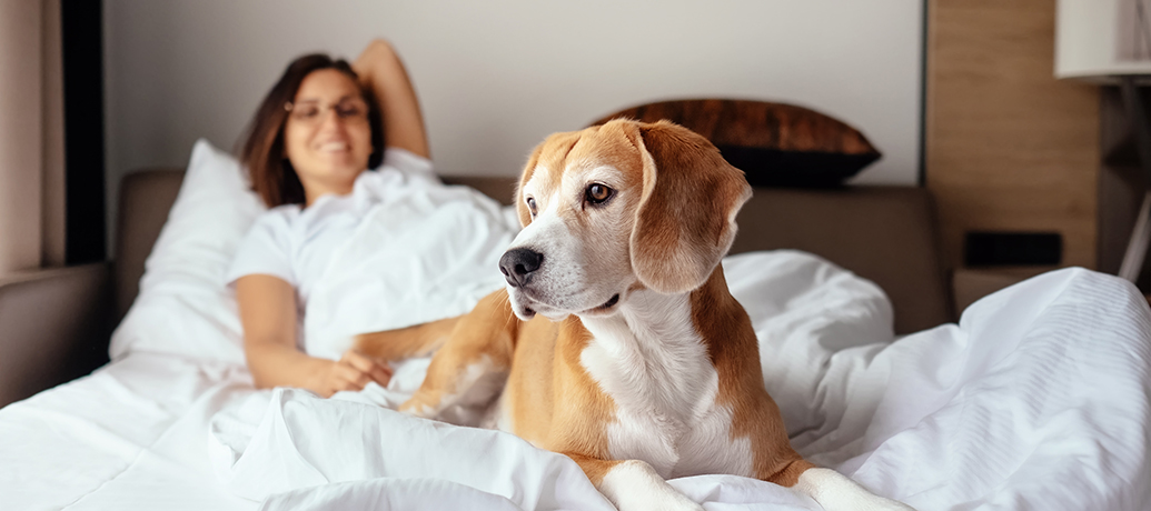 Woman and beagle at home on vacation