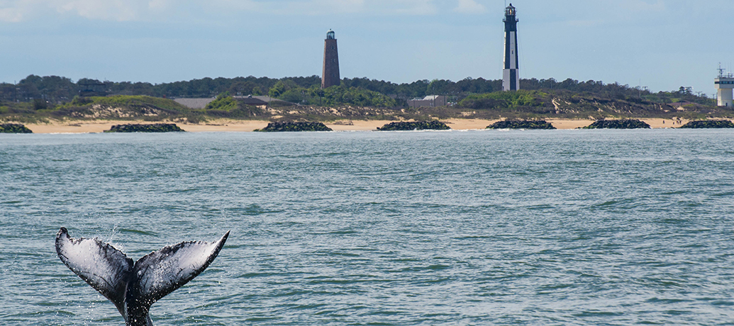 Virginia Beach with whale