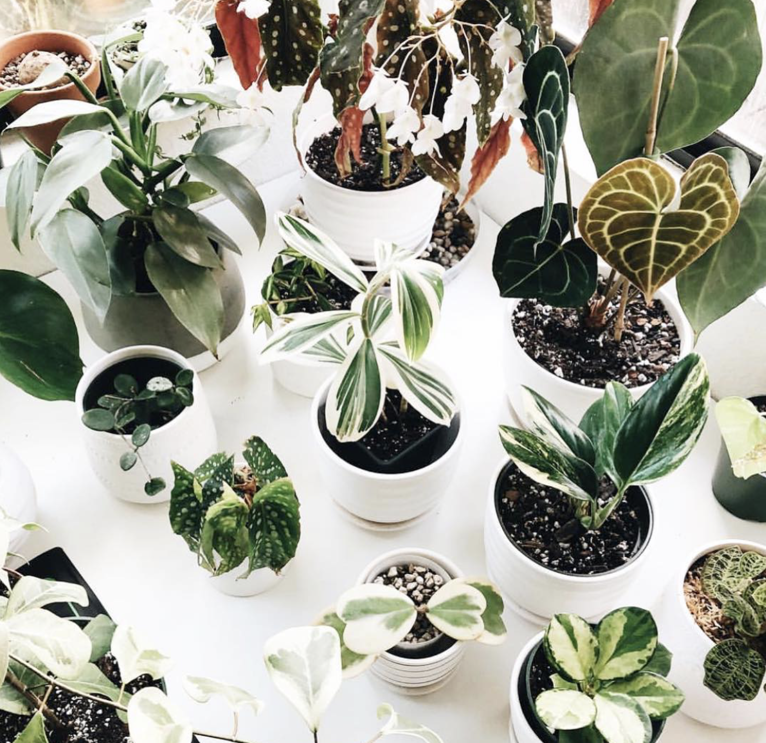 forever planty the potted jungle feel lifestyle blog luxury instagram