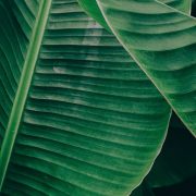 A bunch of green leaves with a dark background.
