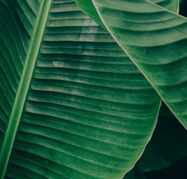 A bunch of green leaves with a dark background.