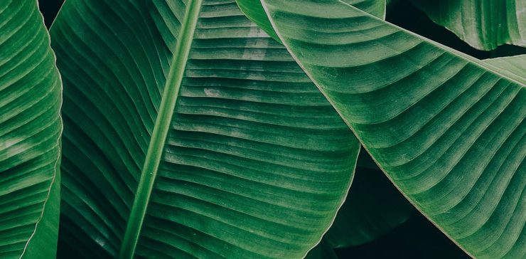 A bunch of green leaves with a dark background.