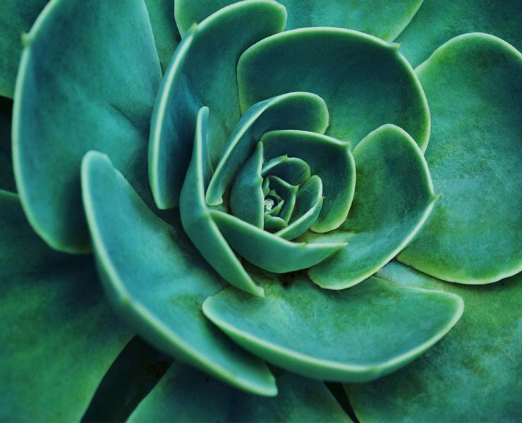 A close-up of the leaves of a green plant.