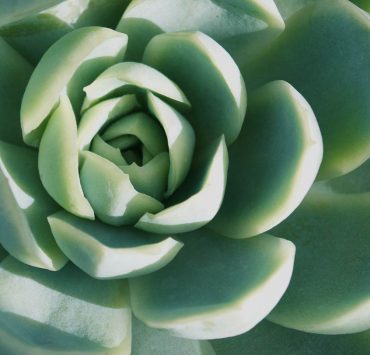 A close-up of a succulent plant.