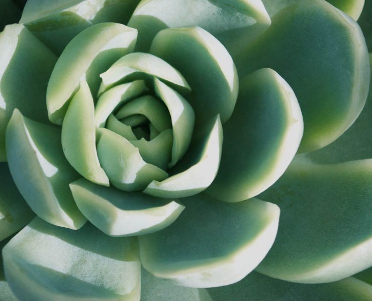 A close-up of a succulent plant.