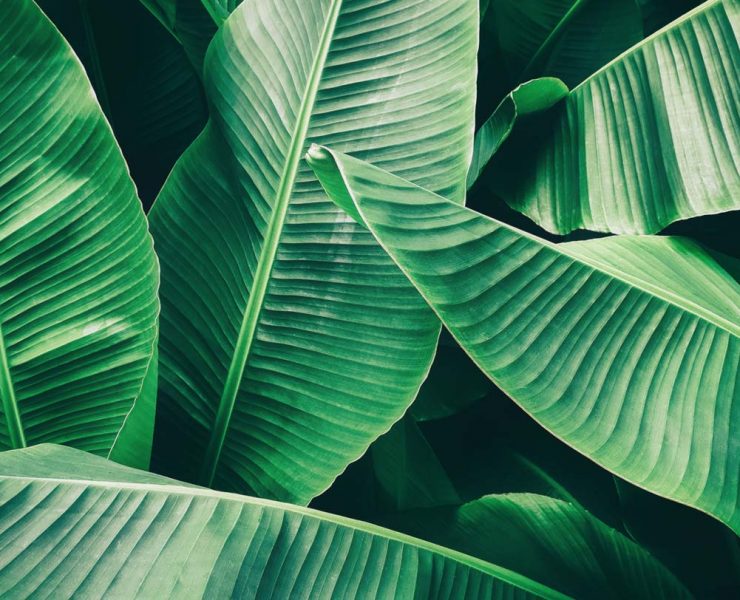 A bunch of deep green leaves in front of a black background.