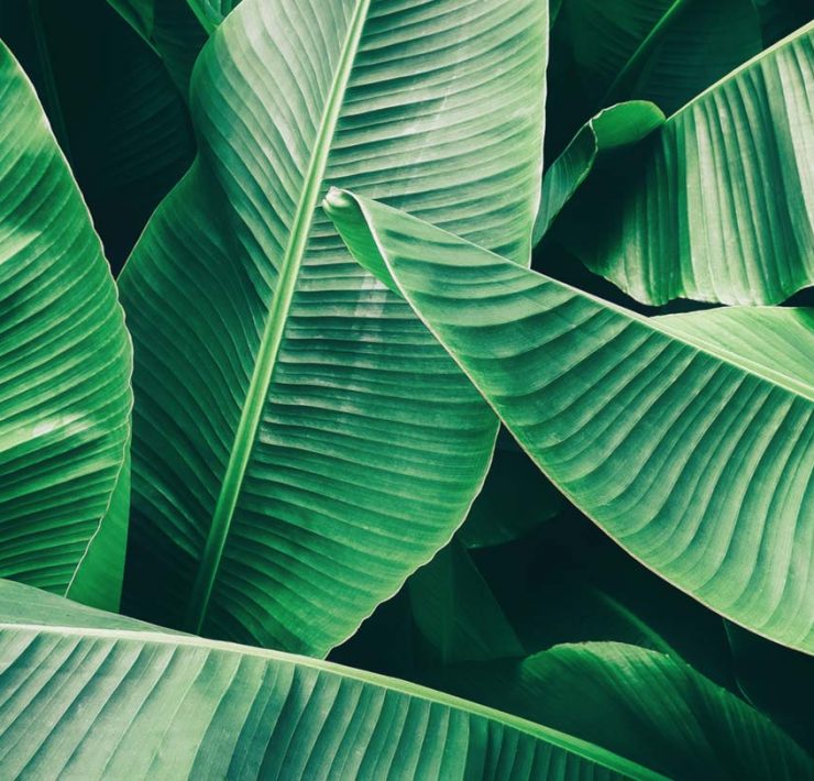 A bunch of deep green leaves in front of a black background.