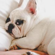 Better Health through Better Sleep