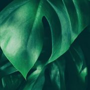 A close-up of green leaves with a dark background.