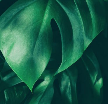 A close-up of green leaves with a dark background.