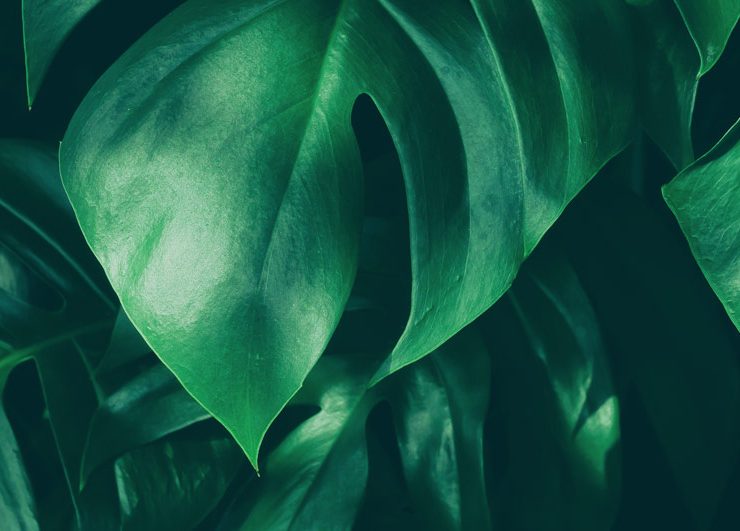 A close-up of green leaves with a dark background.
