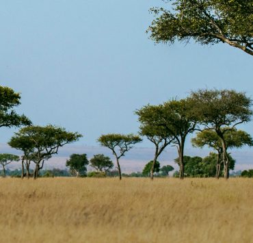 Samer Hamadeh Interviewed on 'The Safari'