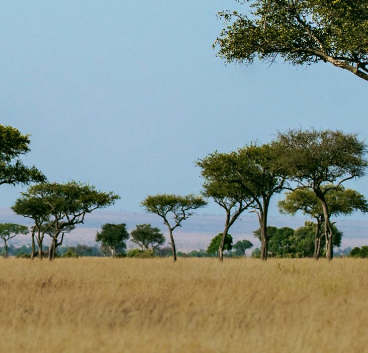 Samer Hamadeh Interviewed on 'The Safari'