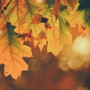 A close-up of orange leaves to signify the Fall season and Thanksgiving.