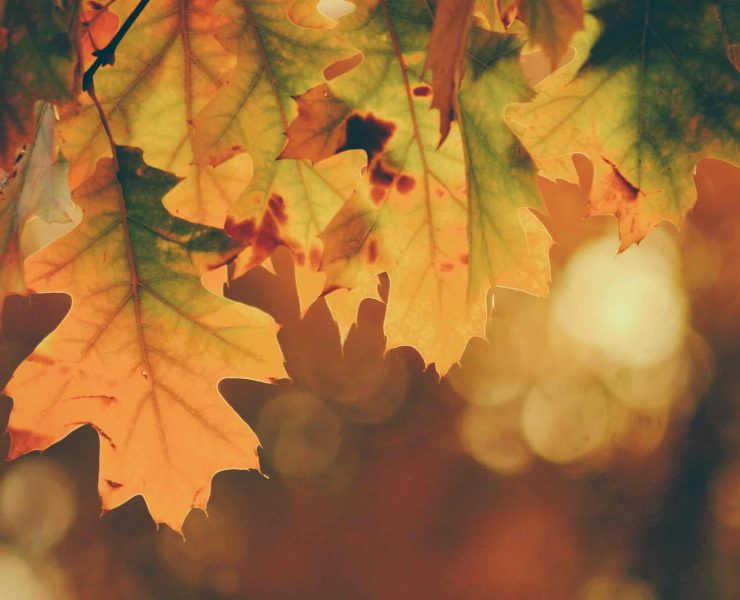 A close-up of orange leaves to signify the Fall season and Thanksgiving.