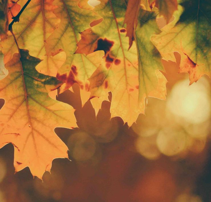 A close-up of orange leaves to signify the Fall season and Thanksgiving.