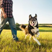 How walking improves health, happiness, and longevity