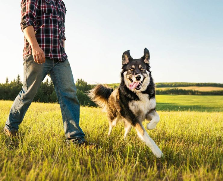 How walking improves health, happiness, and longevity