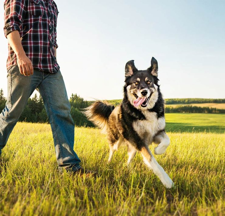 How walking improves health, happiness, and longevity